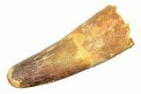 Real Spinosaurus Tooth - Feeding Worn Tip #307929-1